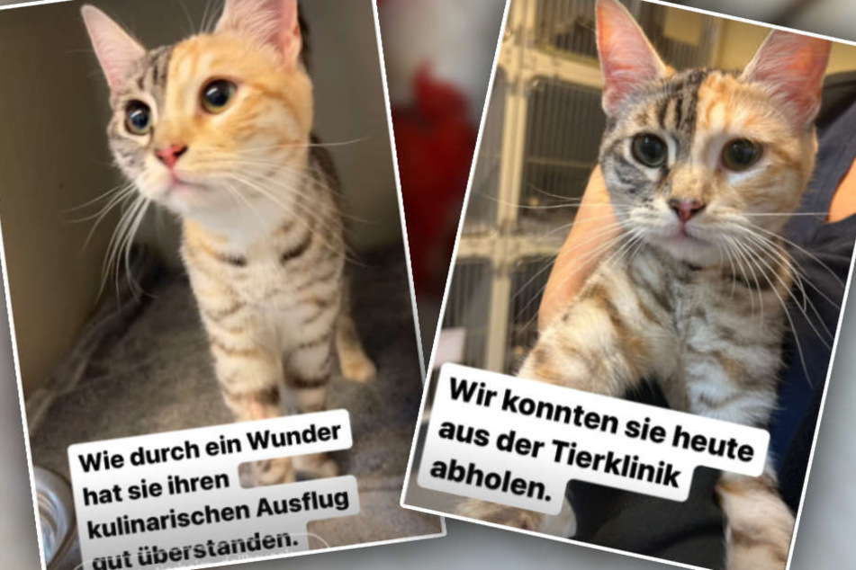 Das Kätzchen durfte die Tierklinik inzwischen wieder verlassen und befindet sich nun im Tierheim Köln-Dellbrück.