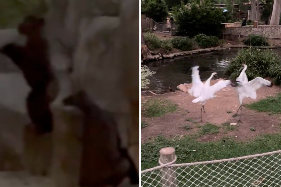 Zoo animals in Texas got excited about the solar eclipse, just like humans.