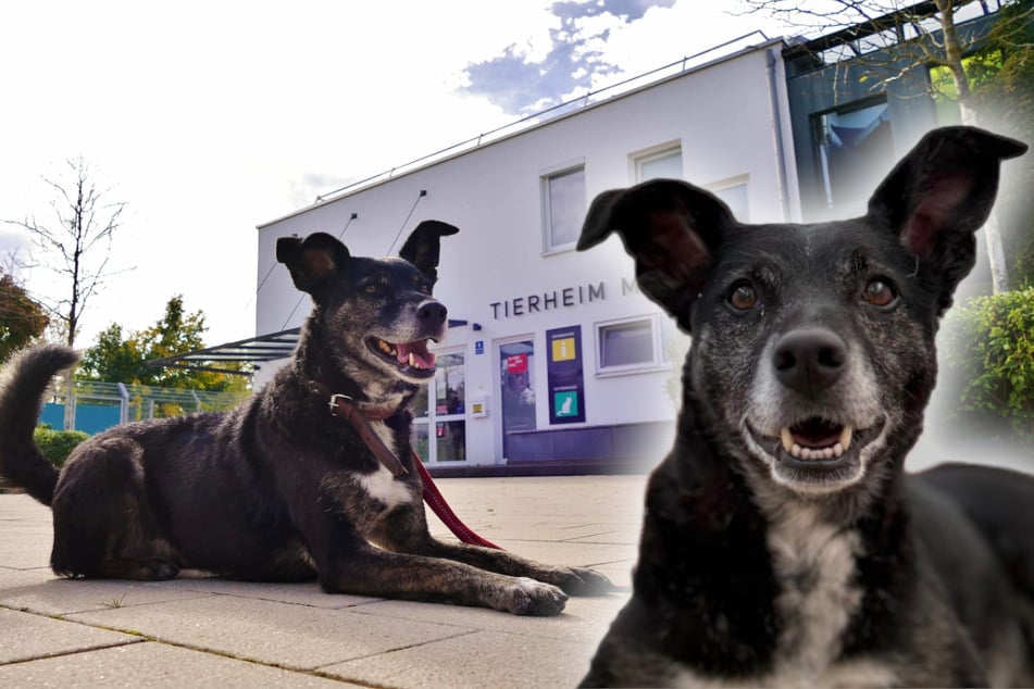 Molly sehnt sich nach einem Zuhause, in dem sie artgerecht ausgelastet wird.