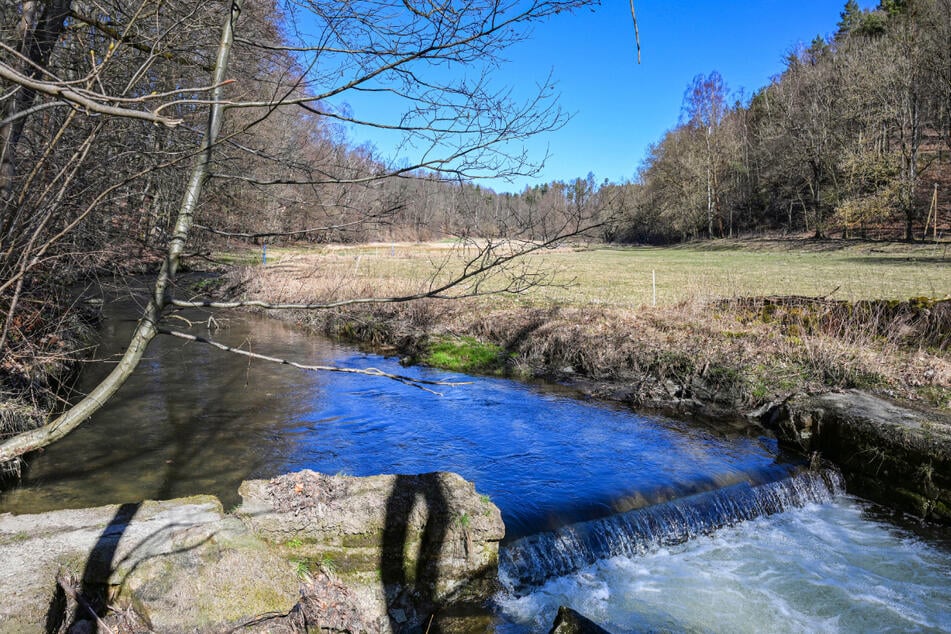 Wasser ist zwar da, aber die historische Wiesenbewässerung im Polenztal müsste reaktiviert werden, um das einmalige Naturdenkmal langfristig zu retten.