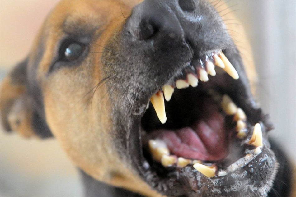 Der angreifende Hund biss mehrfach zu. (Symbolfoto)