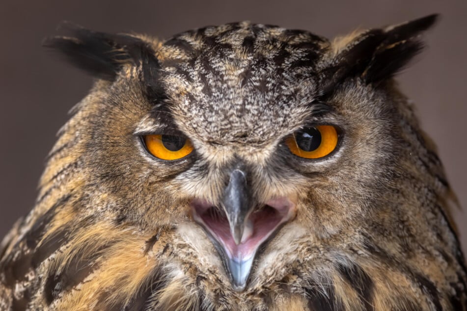 In der Falknerei Herrmann dreht sich am heutigen Abend alles um die Eulen.