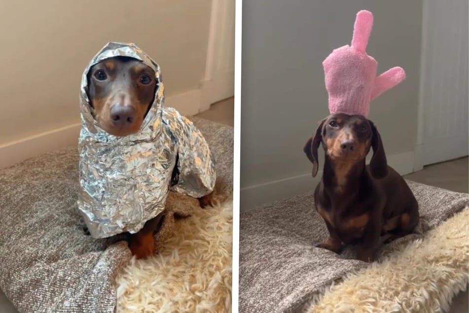 This dog is the fashion icon we never knew we needed: "You steal it, you wear it"