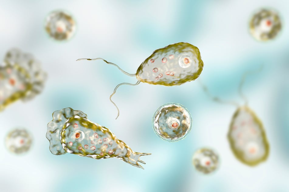 Infektionen mit Naegleria fowleri verlaufen fast immer tödlich.