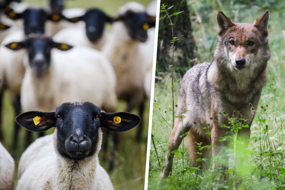 Insgesamt mussten vier Schafe und eine Ziege bei drei Wolfsattacken im Bundesland Hessen zuletzt ihr Leben lassen. (Symbolfoto)