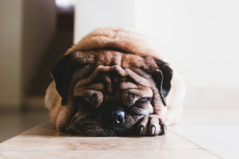 Dogs with hypothyroidism can be very distressed and feel very unwell.