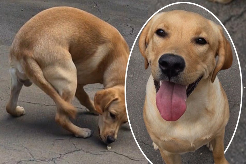 Labrador-Freunde aufgepasst: Junghund Pepe sucht eine neue Familie