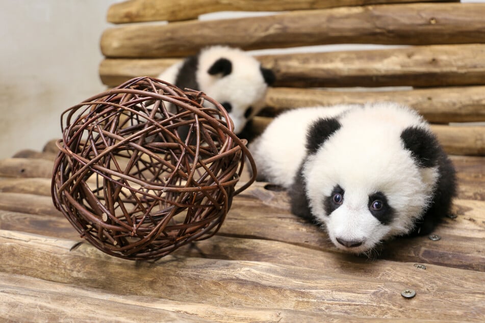 Die Panda-Mädchen sind täglich im Zoo Berlin zu sehen.