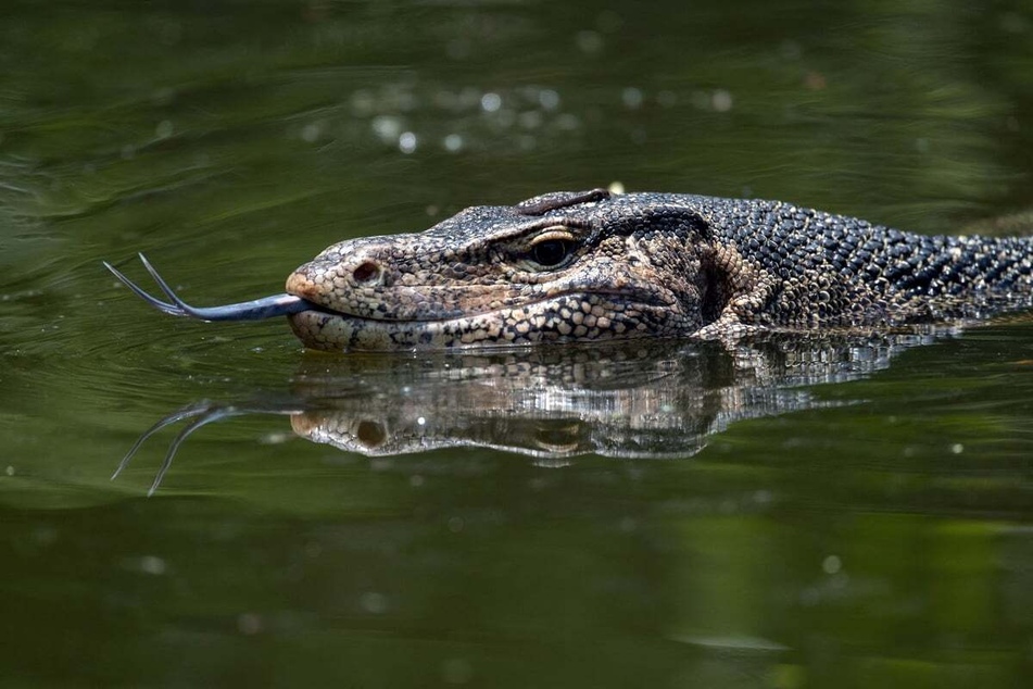 Ein Waran lauert im Wasser auf Beute. (Symbolbild)