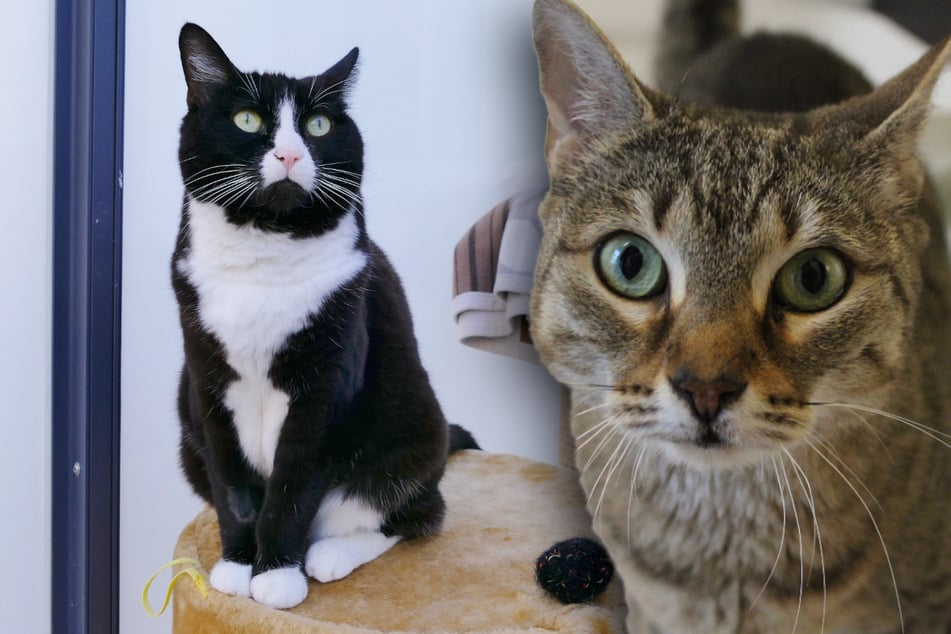 Schockdiagnose im Tierheim: Gibt es noch Hoffnung für diese Katzen?