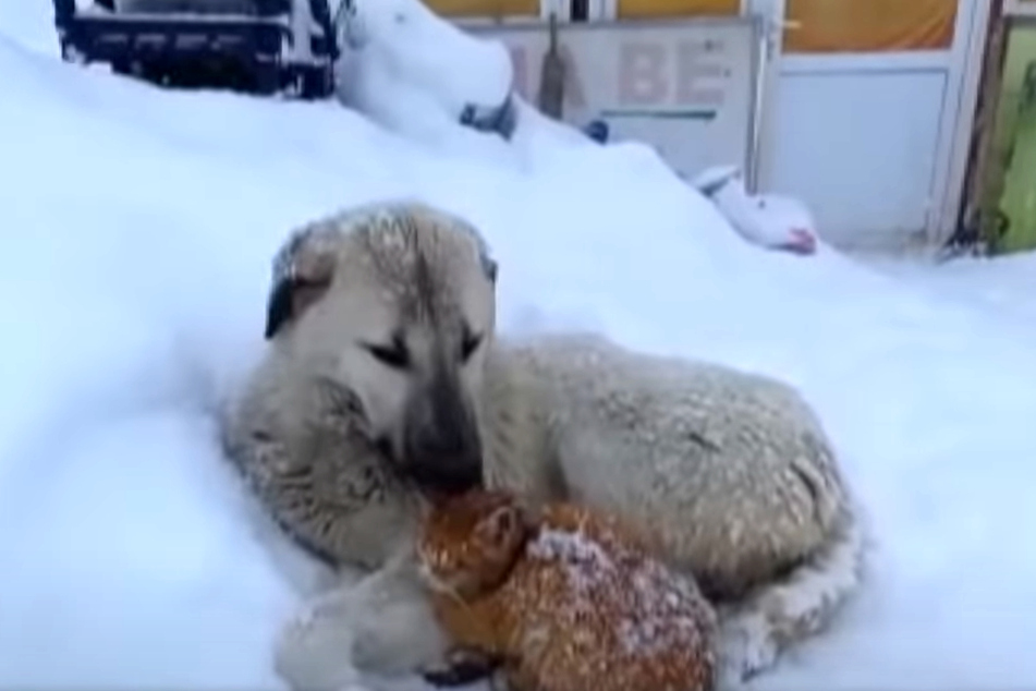 Mitten im kalten Schnee begegnen sich Katze und Hund. Doch was passiert dann?