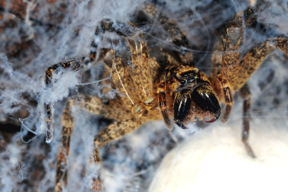 Nosferatu-Spinne weiter auf dem Vormarsch: Was tun, wenn man sie entdeckt?