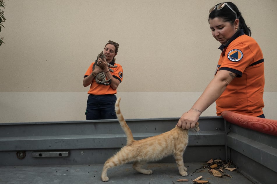 Many of the animals had been left behind as owners fled the wildfires in the middle of the night.