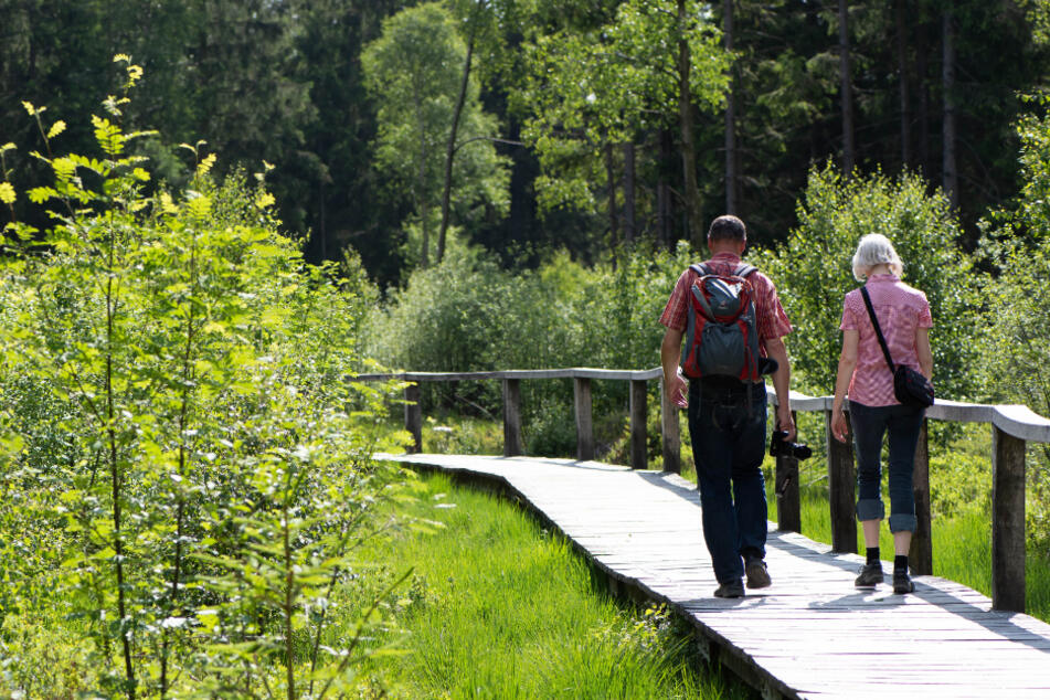 Zwei Wanderer gehen über einen Steg durch Hochmoor Mecklenbruch im Solling.