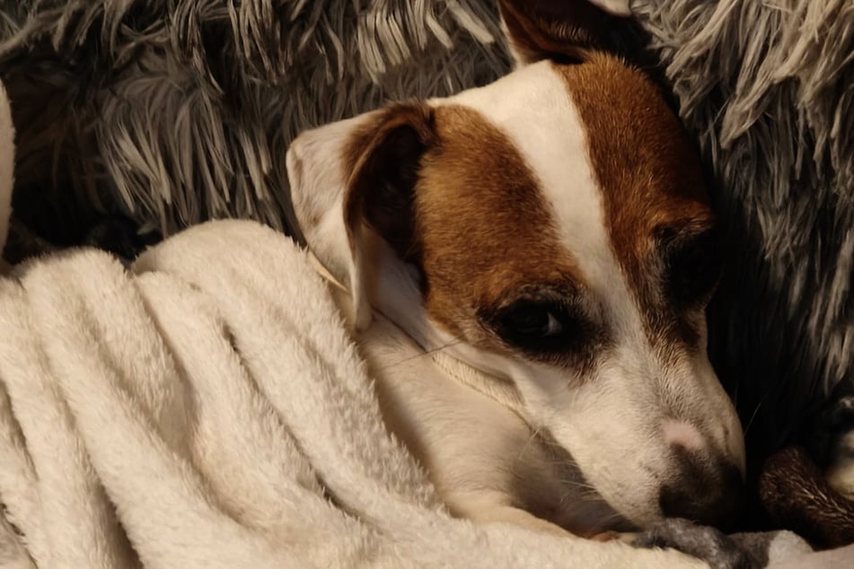 Jak będzie dalej ze Stellą? Dawka jej leków została zwiększona, więc chyba pozostaje już tylko mieć nadzieję i modlić się.