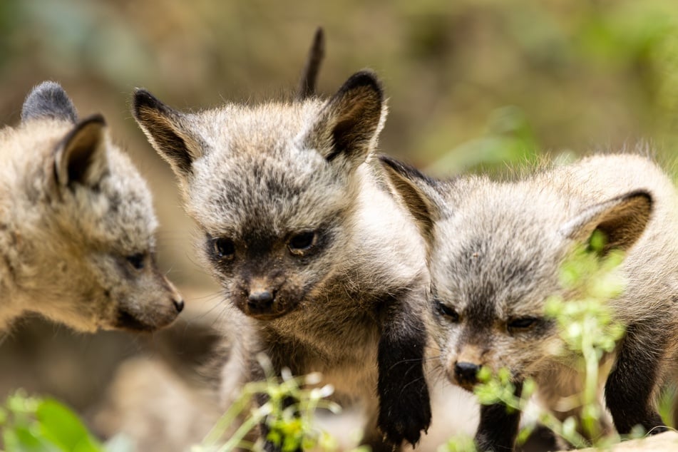 Der Zoo Dresden freut sich über den Zuchterfolg und hofft, die vier Jungtiere auch weiterhin gesund aufwachsen zu sehen.