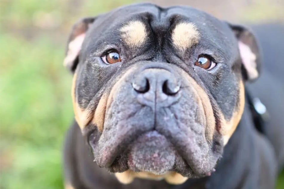 Bark Date en Berlín: Aquí los perros buscan su final feliz