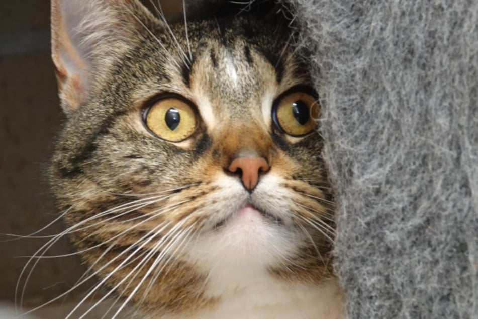 ... und Chayenne suchen ein neues Zuhause.