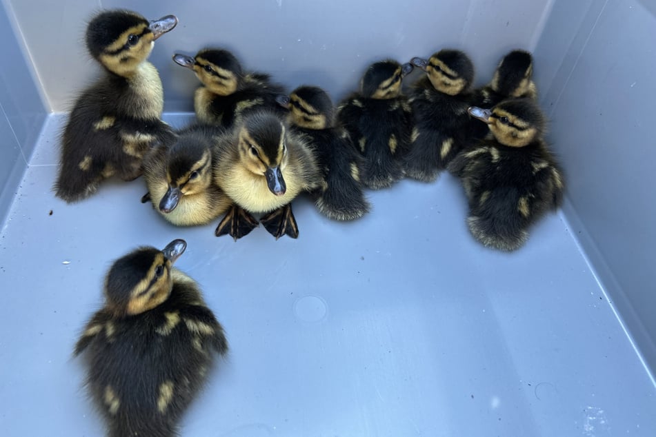Da die Mutter davongeflogen war, wurden die Küken in ein Wildtierzentrum gebracht.