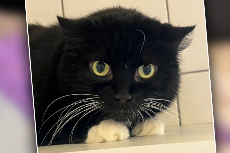 Das Tierheim Köln-Dellbrück sucht ein neues Zuhause für Tabsy. Die Katze ist in der Einrichtung todunglücklich.