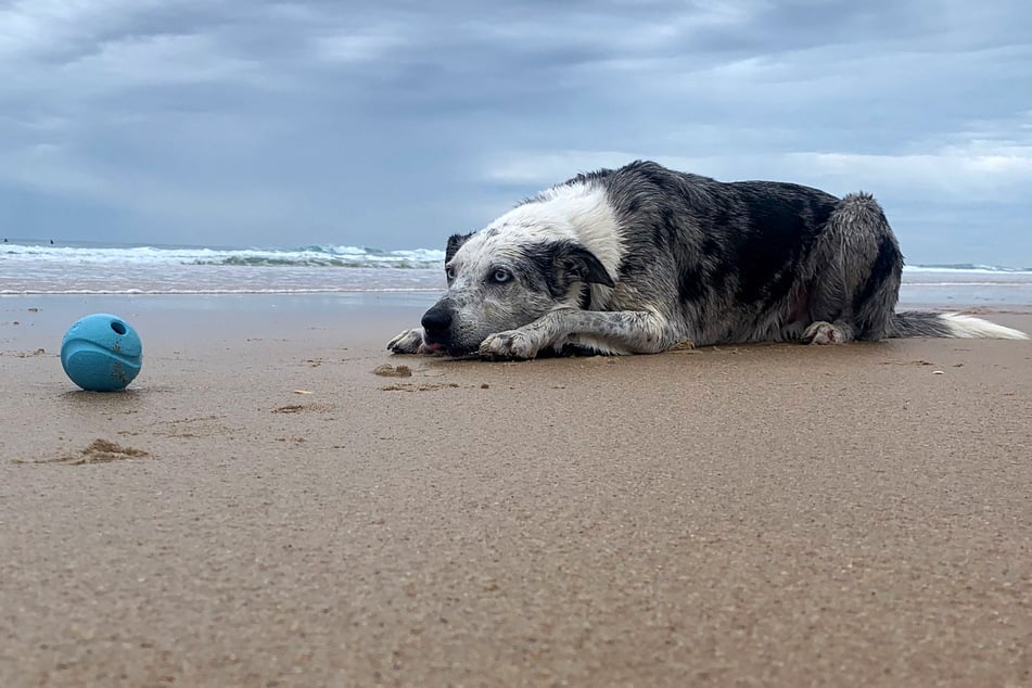 After saving over 100 koalas from bushfires, a dog named Bear is retiring, and conservationists are looking for a replacement.