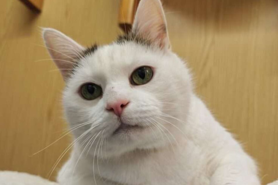 Mochi hofft, bald das Tierheim verlassen zu können.