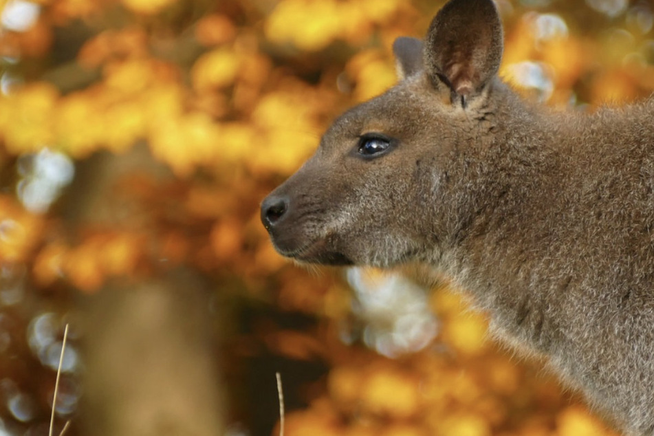 Willi will's wissen: Känguru aus Zoo in Hof ausgerissen