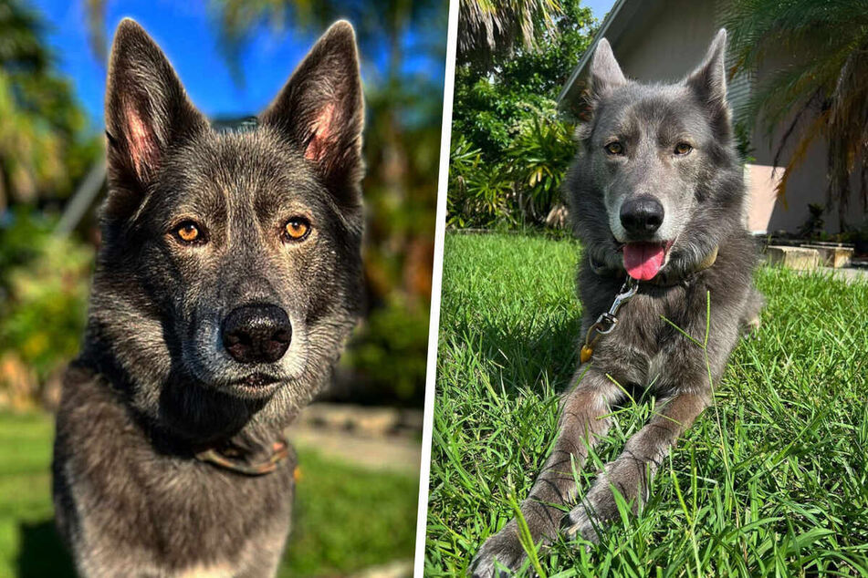Wolf and German Shepherd mix wows in real life and on TikTok!