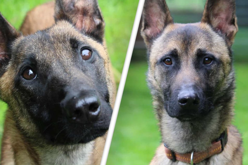 Hunde-Duo eiskalt ausgesetzt: Selbst Tierpfleger sind sprachlos