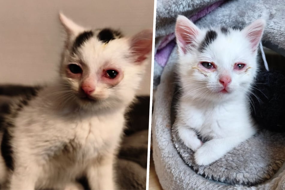 Zustand drastisch verschlechtert: Tierschützer kämpfen um Leben von Baby-Katze "Pünktchen"