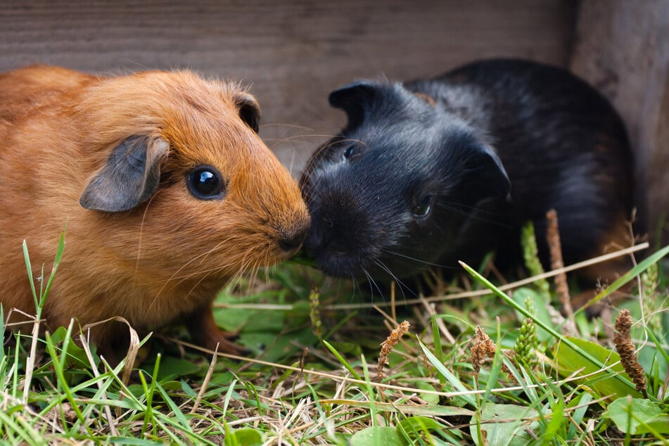 Die geselligen Meerschweinchen brauchen immer mindestens einen Artgenossen.