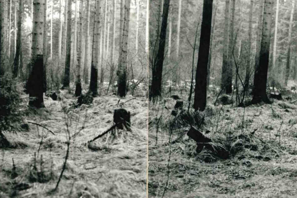 In diesem Waldstück wurde die Leiche 1990 gefunden.