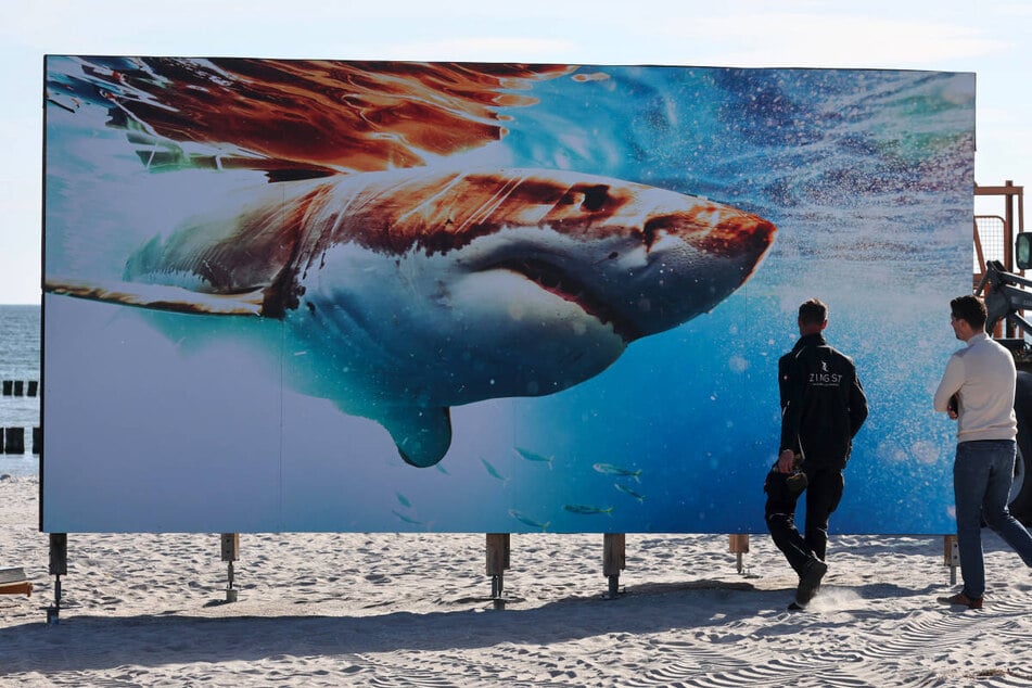 Unter anderem wird ein großer Weißer Hai den Strand in der geplanten Fotoausstellung "unsicher machen".