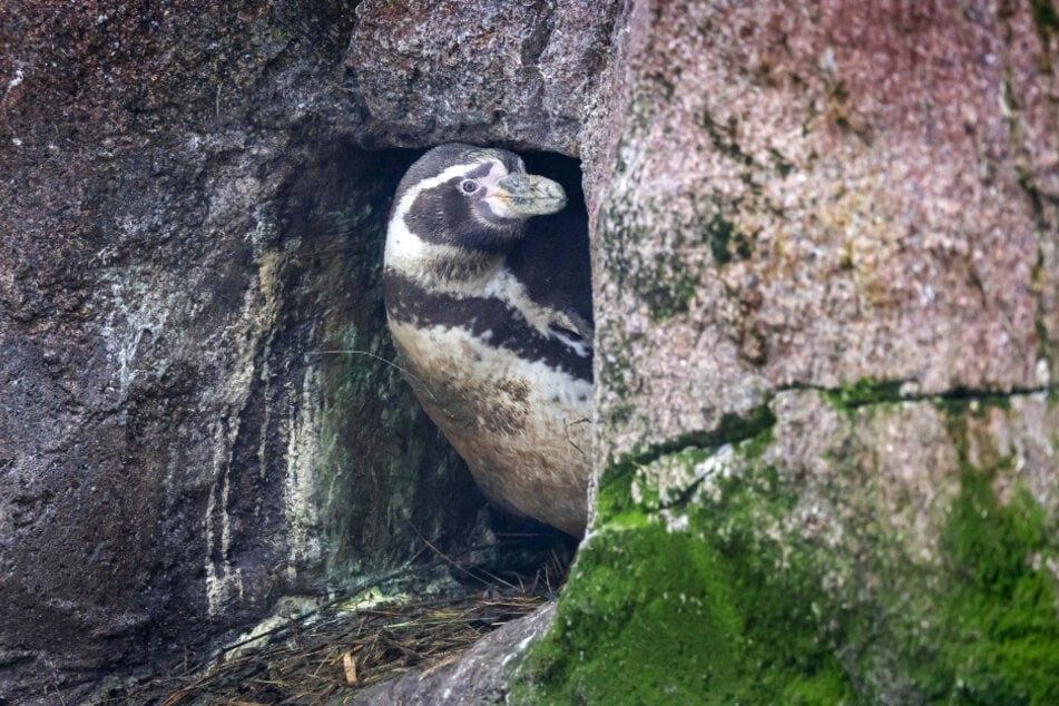 Im Amerika-Tierpark könnt Ihr bei der Fütterung im Pinguinland zuschauen.