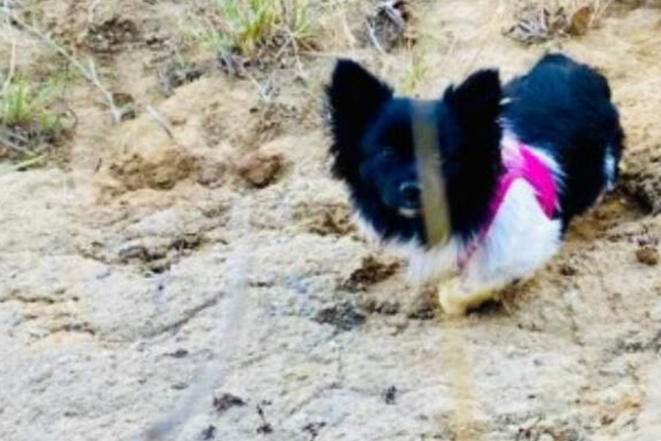 Dog falls off cliff and sparks daring rescue mission