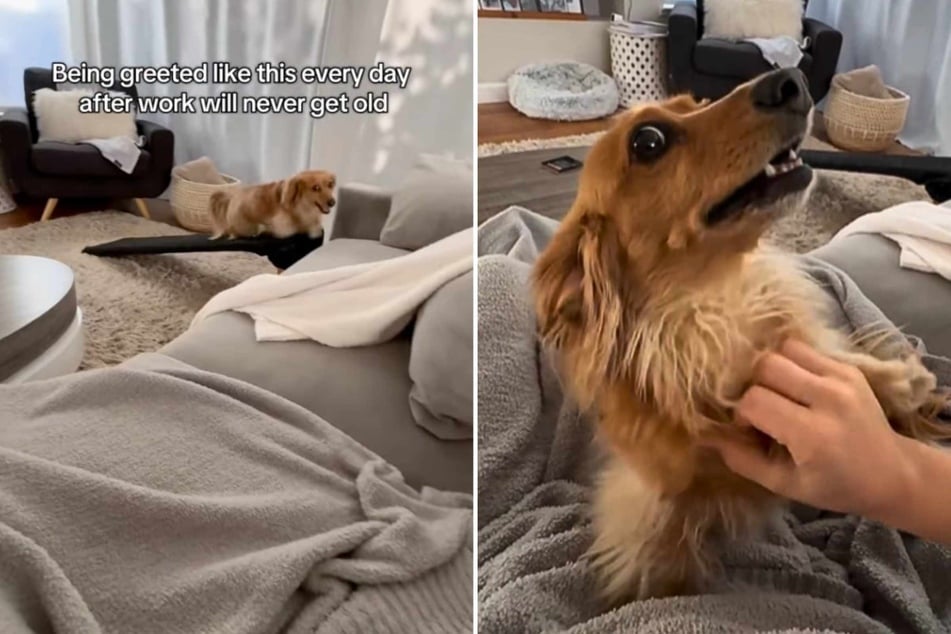 Cannoli the Dachshund loves to welcome home his human with an adorable display of enthusiasm!