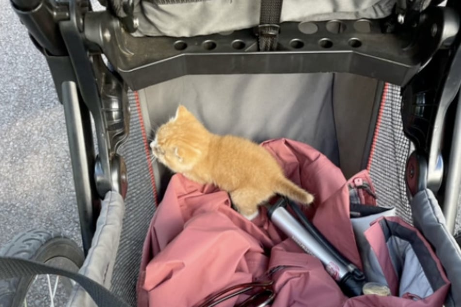 The cat finally made it to safety in the stroller.