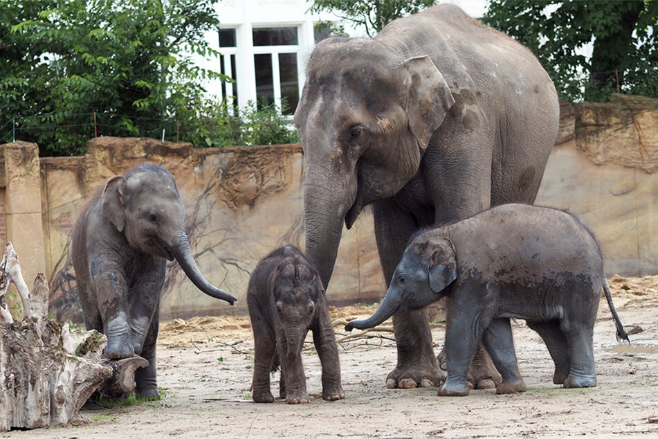 Die Elefantenkinder sind seit einigen Wochen zu viert.