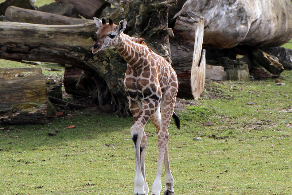 Das neugeborene Giraffen-Mädchen sucht einen afrikanischen Namen.