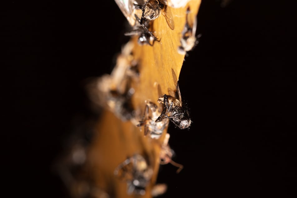Wie die zuständigen Hygiene-Beamten mitteilten, sammelten sich die Fliegen in dem Vorbereitungsraum der Küche an - ein hohes Gesundheitsrisiko. (Symbolfoto)