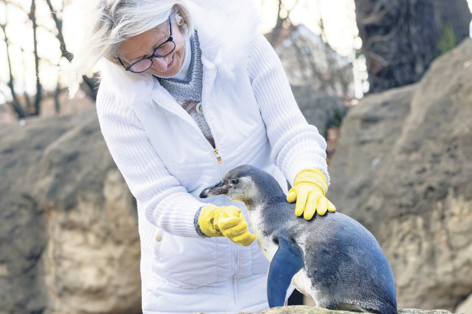 Giesela Müller-Milano (71) krault Pinguin Siggi die Brust - erst gab's natürlich frischen Fisch.