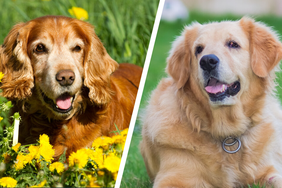 Golden retriever and cocker Spaniel mixed breed dogs are too cute to handle!