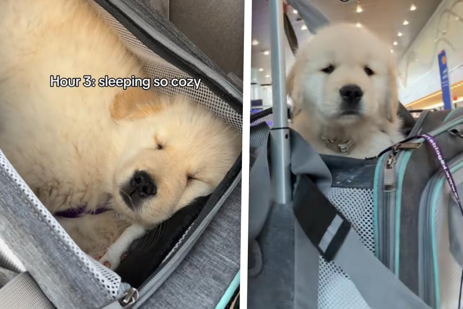 Petit chien en grand voyage : un golden retriever courageux enchante le web