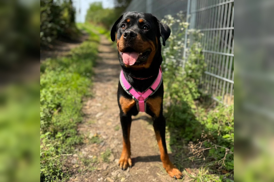 Rottweiler-Hündin Nalani ist im November 2024 geboren und damit gerade einmal zehn Monate