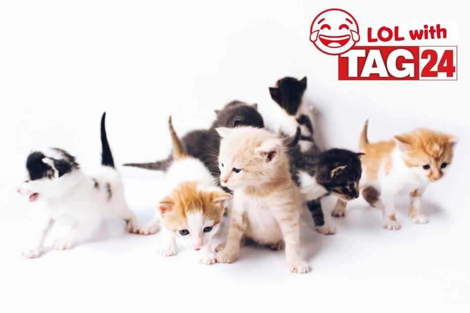 Joke of the Day for February 28, 2026: Happy Caturday!