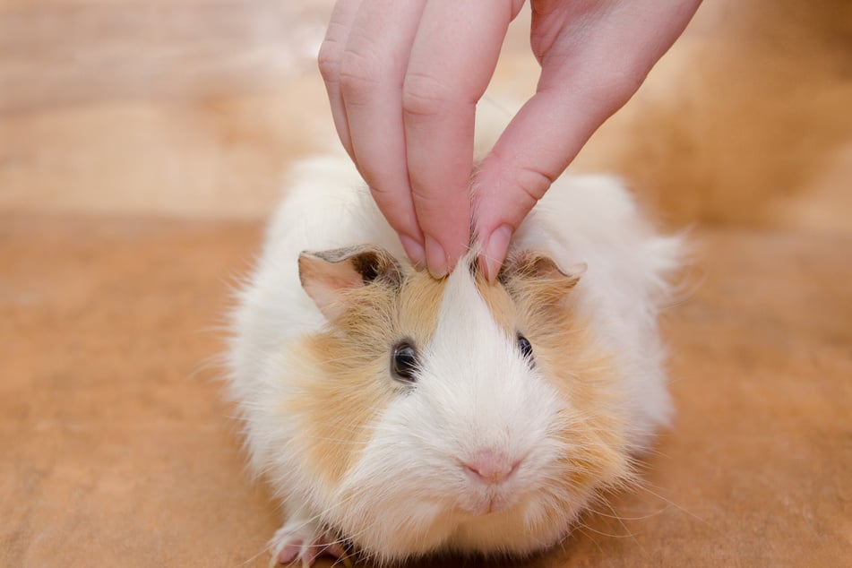 Behutsames Streicheln am Kopf mögen so manche Meerschweinchen.