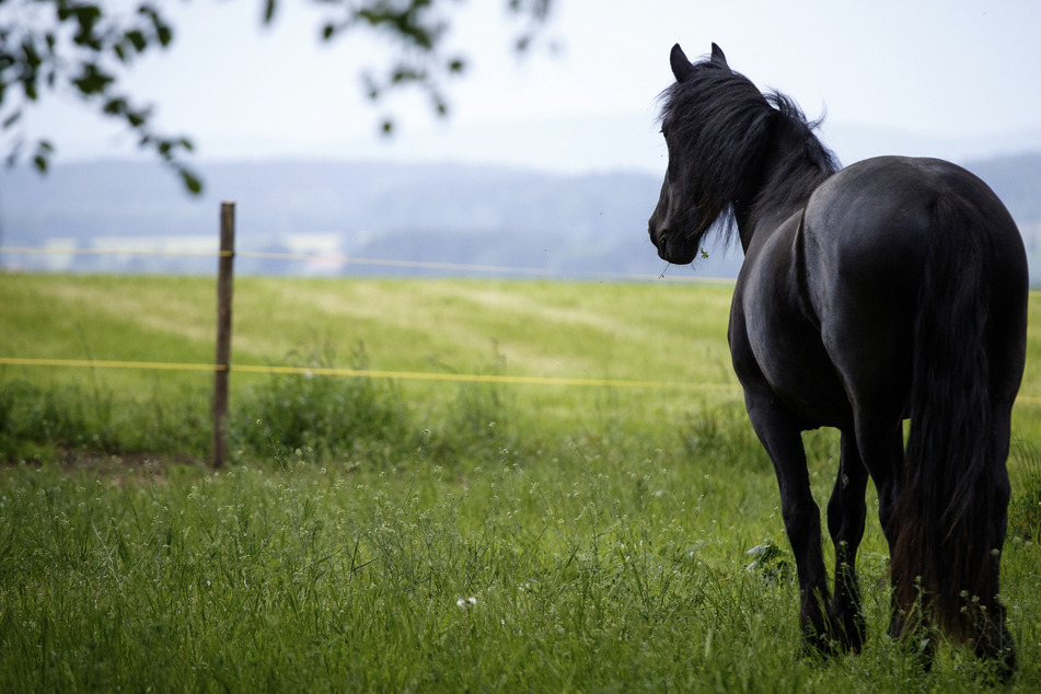 Im Sommer kehrt die Angst zurück: Wer ist Altenburgs mysteriöser Pferde-Schlitzer?