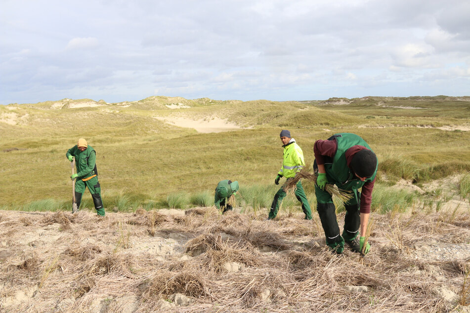 Arbeiter pflanzen im Auftrag des Küstenschutzes Strandhafer auf einer Schutzdüne.