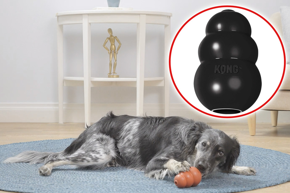 Looking for the perfect chewing toy for your dog? Look no further than the KONG Extreme Dog Toy!
