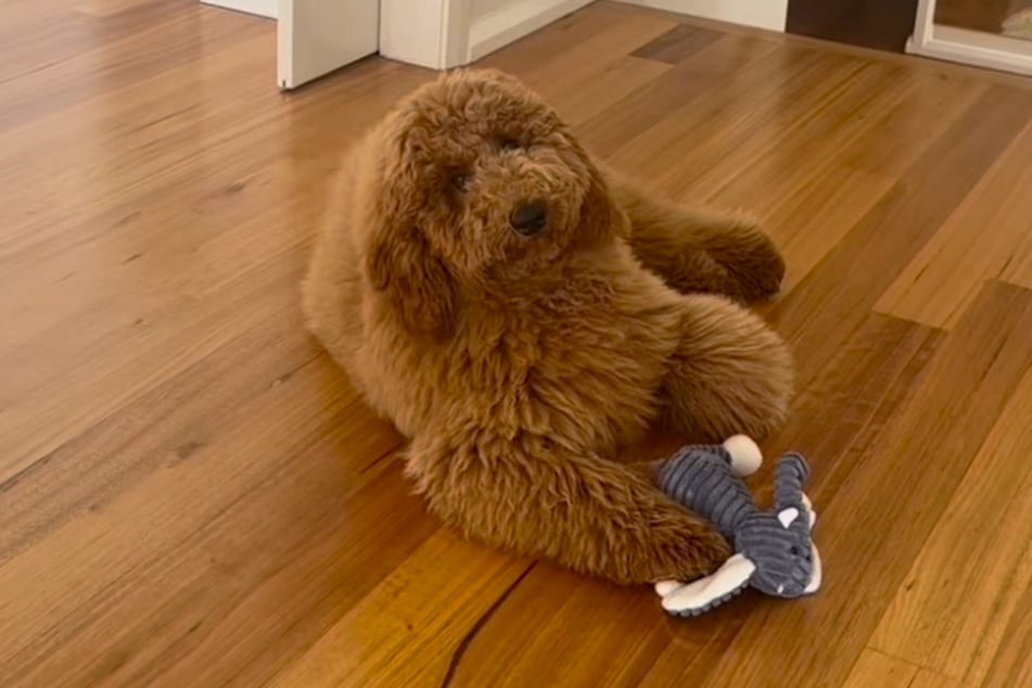 Voici à quoi ressemblait Bruno avant sa visite chez le coiffeur pour chiens.